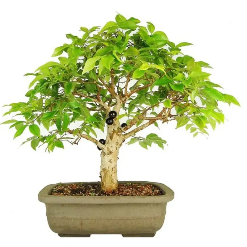 Bonsai de jabuticaba híbrida
