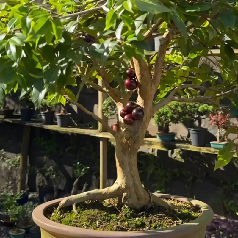 Detalhe do bonsai de jabuticaba