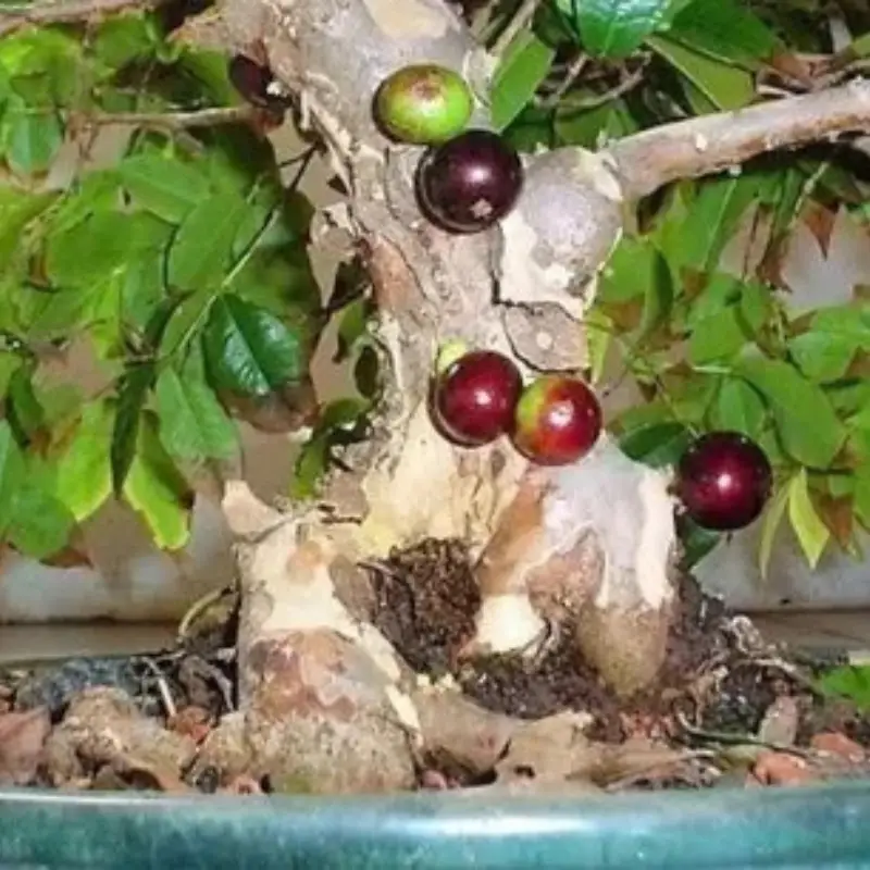 Detalhe aproximado do bonsai de jabuticaba
